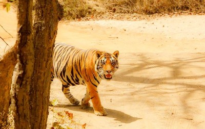 MP फिर बना 'टाइगर स्टेट', राज्य में 785 है बाघों की संख्या