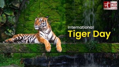 Oneindia News - On the #InternationalTigerDay, interesting