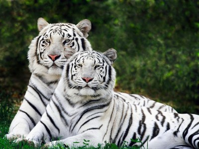 इन राजाओं ने किया था 2700 बाघों का शिकार
