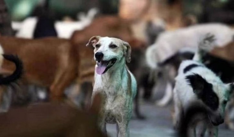 आंध्र प्रदेश में 100 कुत्तों की निर्मम हत्या, शव दफनाते समय उजागर हुआ मामला