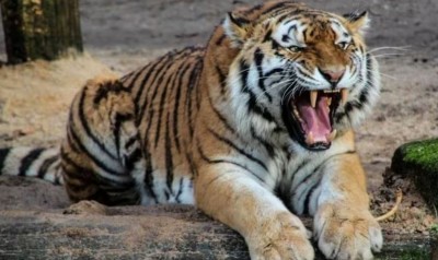 उत्तराखंड के रिजर्व फॉरेस्ट पर मंडराया बड़ा संकट, जनवरी से अब तक 12 बाघों की हुई मौतें