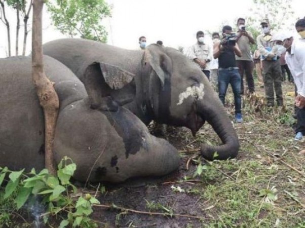 Assam Environment Minister's big statement over 18 elephants death