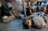 अब लोग फिर से खा सकेंगे 'कुत्ते' का मांस, हाई कोर्ट ने सरकार द्वारा लगाया गया प्रतिबंध हटाया