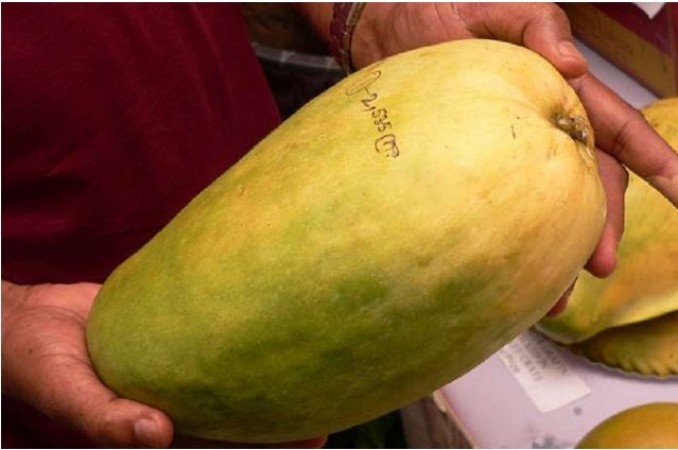 Have you ever eaten a very special 'Noorjahan' mango? Rs. 1000 price per piece!