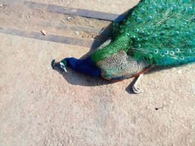 11 peacocks found dead in Auraiya farms, stir in forest department