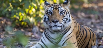 नरभक्षी बाघ को वन विभाग ने पकड़ा, 2018 से था गायब