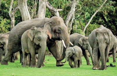 हाथियों के आतंक से निपटने के लिए वन विभाग ने बनाया खास ऐप, जानिए फीचर्स