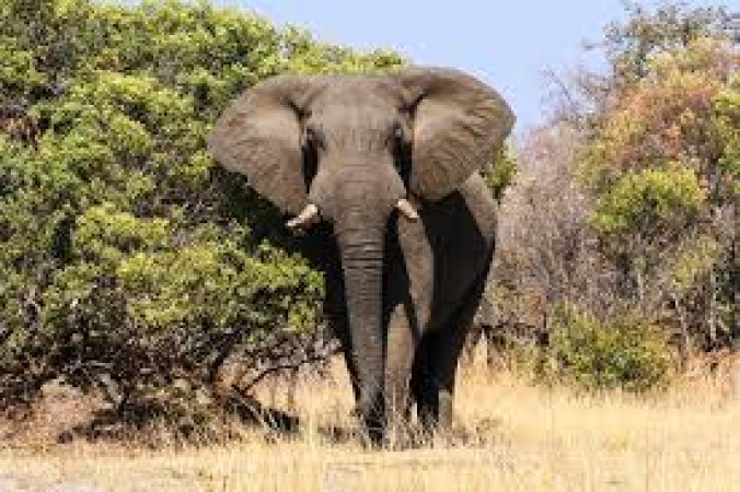Wild elephant killed 35-year-old woman in Korba