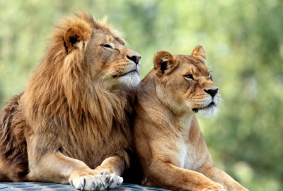 तेजी से बढ़ रही बब्बर शेरों की संख्या, रिपोर्ट में हुआ खुलासा