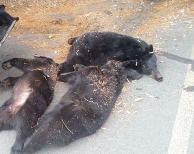 Three bears killed in Kanker due to electric shock