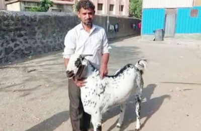 बकरीद पर 1 करोड़ 12 लाख 786 रुपये में  'शेरू' को बेचने वाला था शकील, पहले ही हो गई मौत