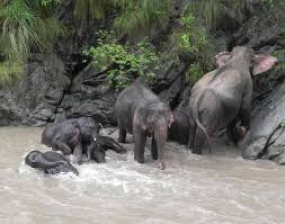 नेपाल की आबोहवा से परेशान हाथियों ने यूपी की ओर किया प्रस्थान, जानें पूरी बात