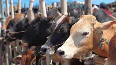 The government has formulated a plan that indigenous cows will give competition to foreign cows
