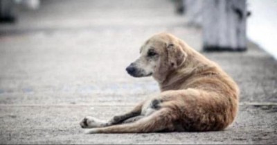 Shameful! Over 40 dogs killed in cuttack orrissa