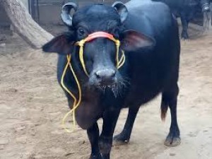 'My buffalo needs me' reads Madhya Pradeshc consable's viral leave letter