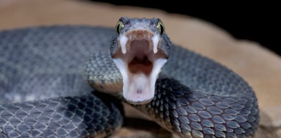 Scary revenge! Father killed the snake, serpent killed son within 24 hours