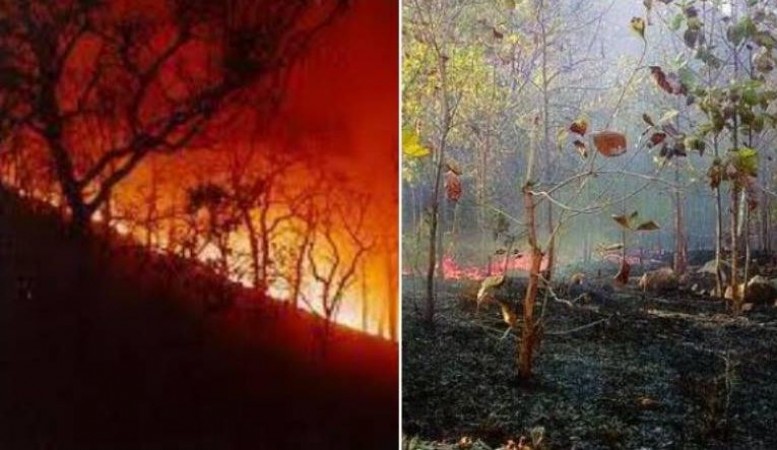 Odisha's Similipal forest continues to burn for 12 days, animals in danger  | NewsTrack English 1