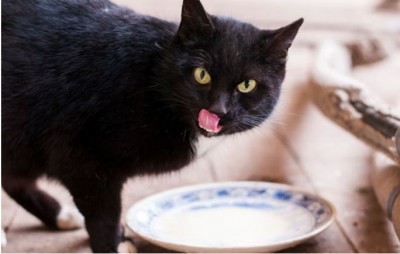 Son accidentally drank poisoned milk while his mom made it for cat