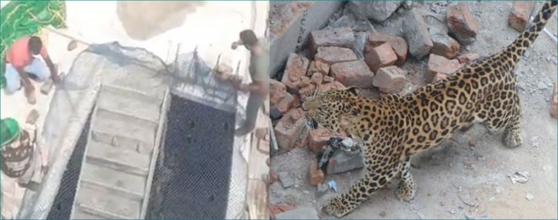 Leopard creates panic in Indore, 4 people injured so far | NewsTrack  English 1