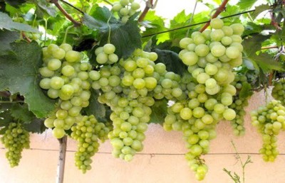 Scientists created new variety of grapes, fear of moldiness ends