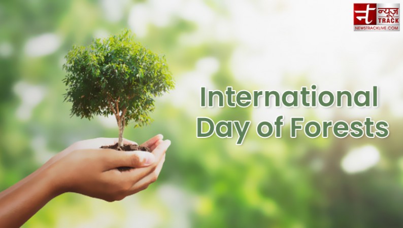 अंतरराष्ट्रीय वन दिवस: कटते जा रहे हैं जंगल और कम होते जा रहे हैं पेड़, रोकने के लिए बढ़ाना होगा कदम