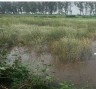 बारिश में टूटा 43 वर्ष का रिकॉर्ड, फसलों को हुआ भरी नुकसान