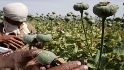'Opium' farming will make you rich, this way you can also earn huge profits