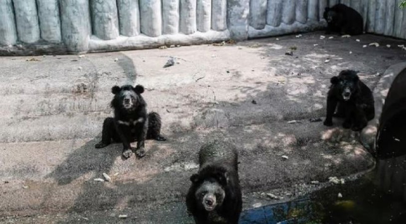 Threat of ICH infection hovers over wildlife, 3 bears died
