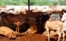JDS की रैली का बचा हुआ खाना खाने से 15 गायों की मौत, 20 का इलाज जारी
