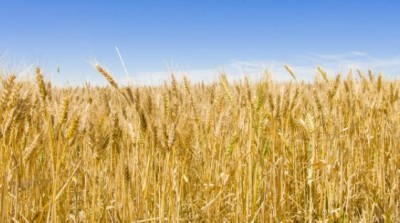 Wheat harvesting delayed due to weather