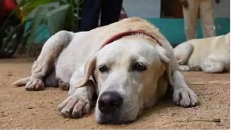 Why were 100 dogs killed in Telangana?