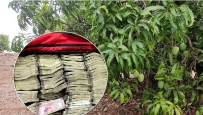 Money tree! IT raid amid Karnataka elections, 1 crore notes falling from tree branches, Video