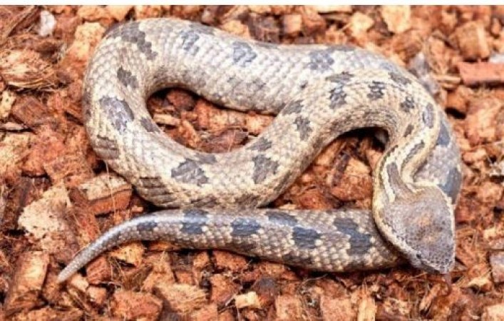 A family from Kerala found snake skins in ordered food from hotel