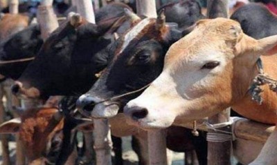 Karnataka govt prohibits cow slaughtering on Bakrid