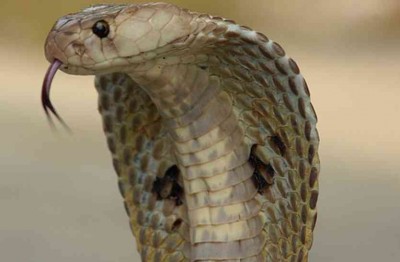 123 small snakes came out from home in eight days, family in panic