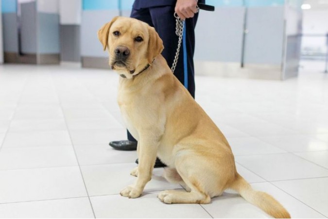 Trained dogs can sniff out Covid-19-positive samples: Report