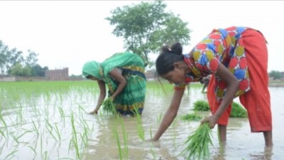 Punjab: SIT setup to investigate paddy seed scam