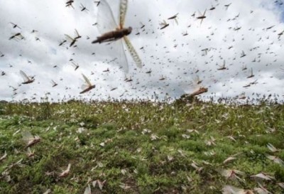 Uttarakhand : Agriculture department alert to tackle locust swarm's attack