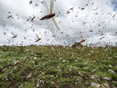 High alert issued for farmers in this state regarding locust attack