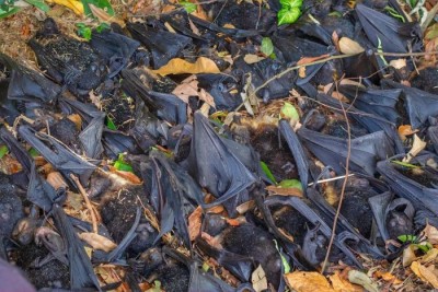 Thousands of bats died in Madhya Pradesh