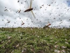 Group of locusts enters urban areas, causing havoc in many districts