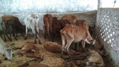 उत्तरप्रदेश: सरकारी गौशाला में 4 दिनों में 13 गायों की मौत, भाजपा नेता ने लगाया ये आरोप