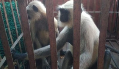 बंदरों के आतंक से दहशत में दुर्ग, 10 लोग हुए घायल