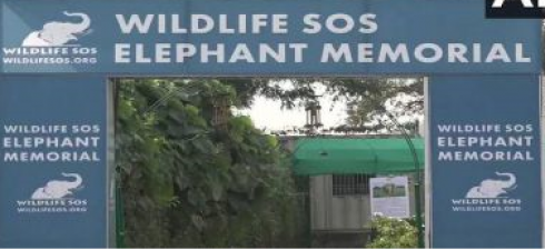 Big step taken for conservation of elephants in Mathura, unique work done in memory of dead elephants