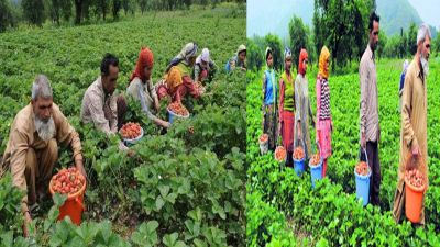 Jammu Kashmir: Good days for farmers, Modi government's new plan