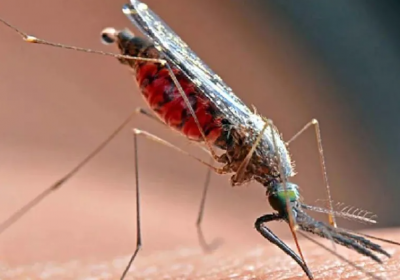 प्लेटलेट का कम होना नहीं है डेंगू का अहम् कारण, लेकिन कम प्लेटलेट होना भी हो सकता है खतरनाक