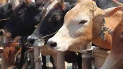 सड़क पर गौ-तस्करों ने मचाया तांडव, चलती गाड़ी से गायों को फेंका