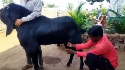 Miracle in MP! Male goats gave milk, people surprised to see video
