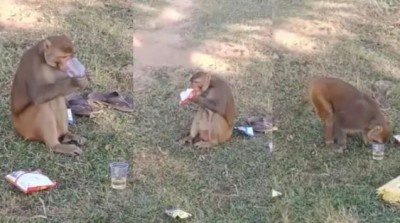 VIDEO! शराब पीते नजर आया बंदर, पीने के बाद जो किया उसे देख हैरान हुए लोग