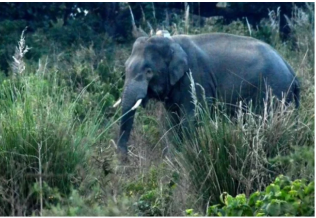 Man attacked by wild elephant died